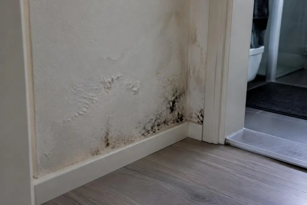 Lekdetectie Leidschendam – vochtplek met schimmel op een muur